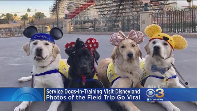 service-dogs-in-training.jpg 
