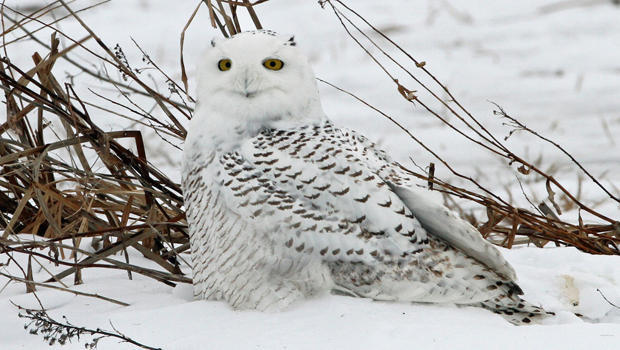 snow-owl-first-year-female-sherri-obrien-a-620.jpg 