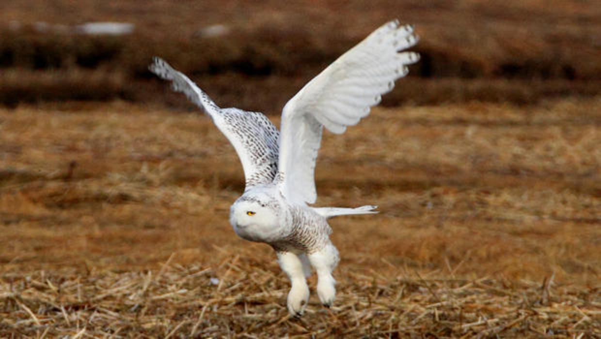 Nature up close: Snowy owls down south - CBS News