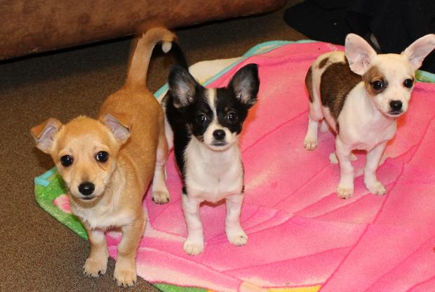 Three puppies from South SF investigation 