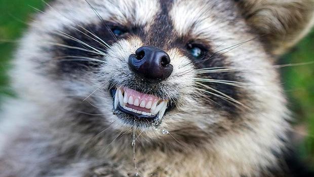 "Zombie-like" raccoons terrorize Ohio town 