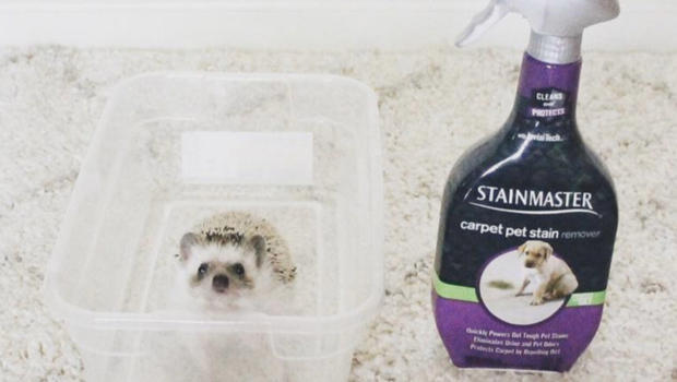 atticus-the-hedgehog-in-an-ad-for-stainmaster-620.jpg 