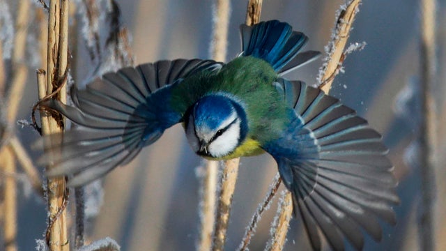 Mismatched Nature 