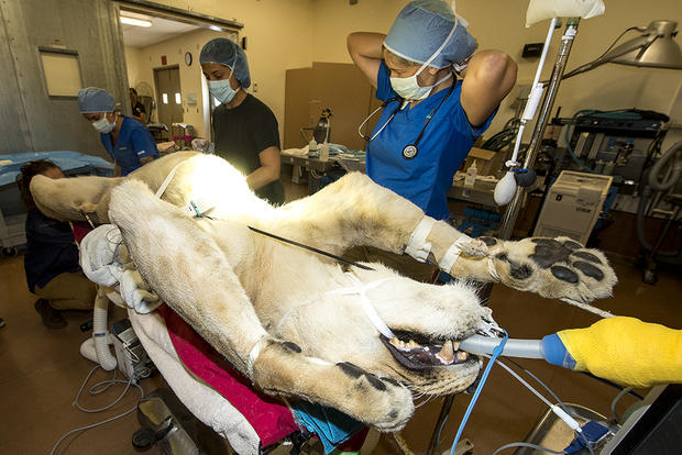 Lioness Spayed 