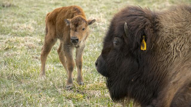 baby-bison-2.jpg 