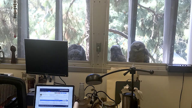 owls-at-window.jpg 