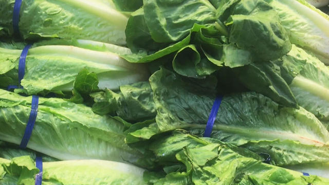 romaine-lettuce.jpg 