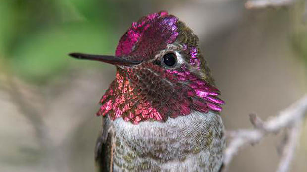 annas-hummingbird-verne-lehmberg-620.jpg 