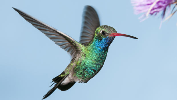 male-broad-billed-hummingbird-verne-lehmberg-620.jpg 