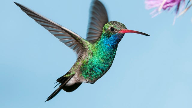 male-broad-billed-hummingbird-verne-lehmberg-promo.jpg 