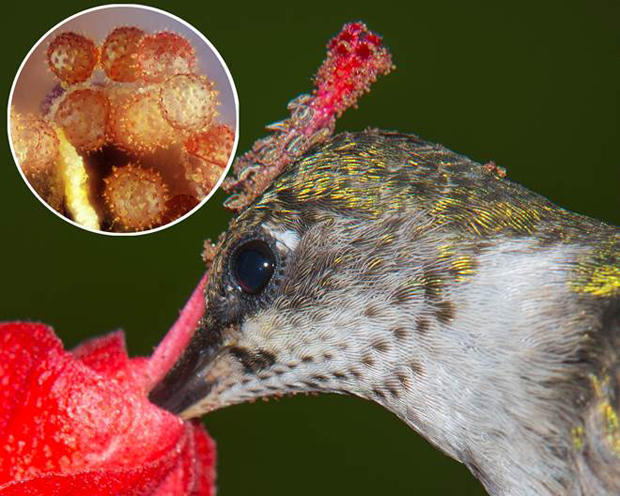 ruby-throated-hummingbird-carrying-pollen-grains-on-its-head-verne-lehmberg-620.jpg 