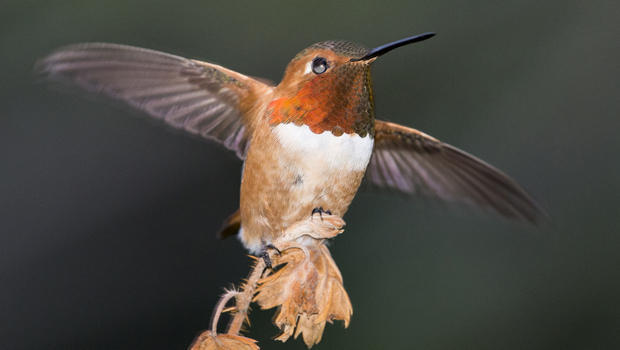male-rufous-hummingbird-verne-lehmberg-620.jpg 