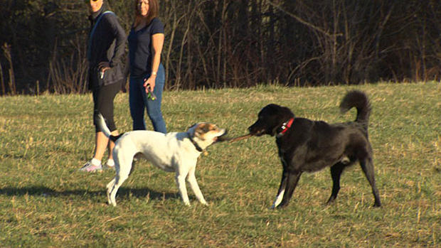 Dogs at Callahan State Park 