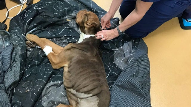 180425-facebook-rocky-dog-recovery-01.jpg 