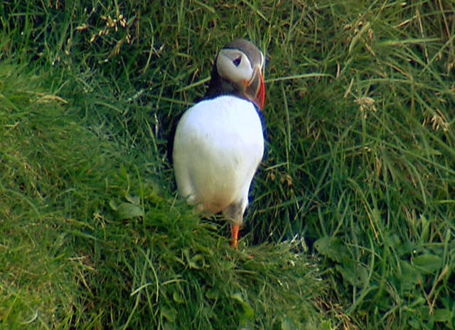 TIME for Kids  Puffins on the Rise