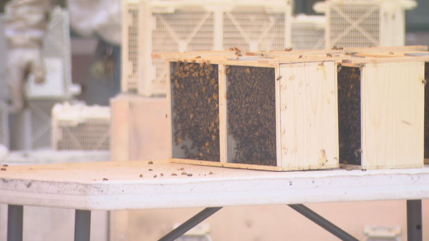 Bee Event RS RAW 01 concatenated 135724_frame_1378 