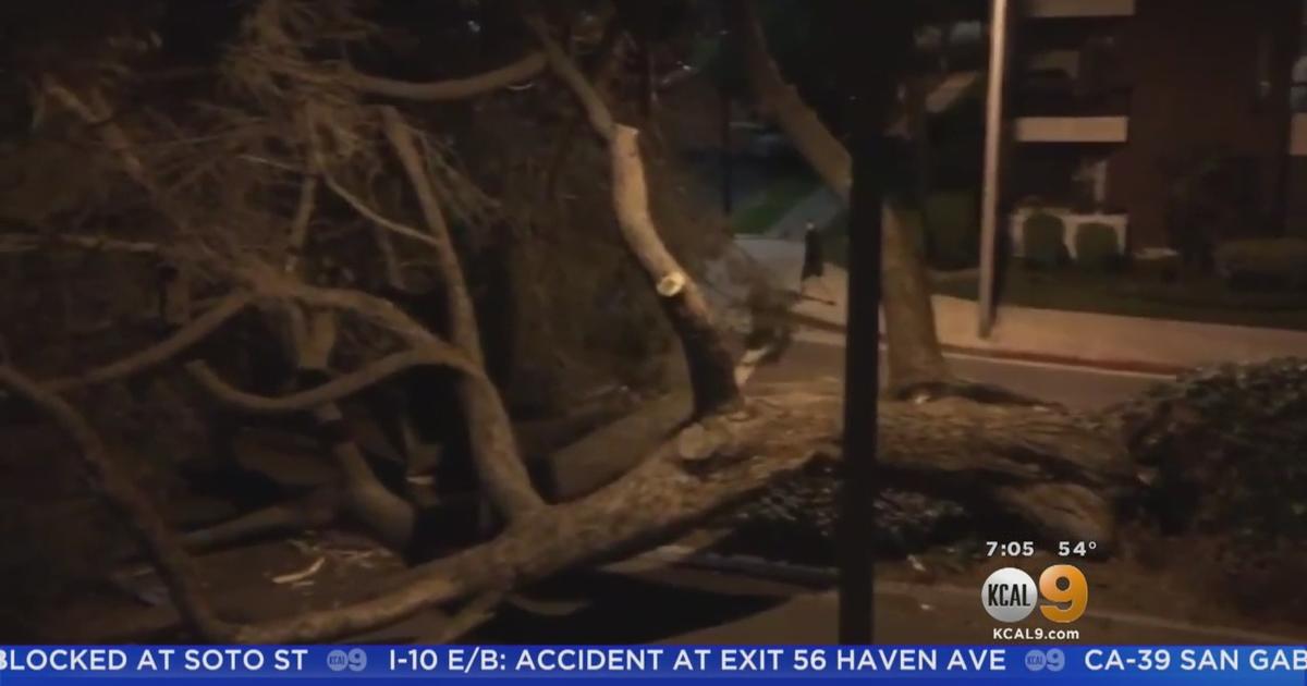 Giant Tree Topples In Burbank Blocking Streets Cbs Los Angeles