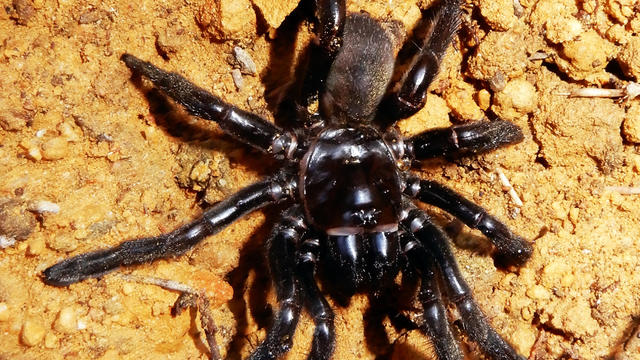 A Giaus Villosus trapdoor matriarch spider, which was thought to be the world's oldest, is seen in an undated photo released by Curtin University in Australia on April 27, 2018. 