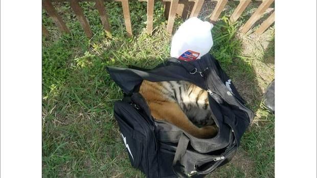 Tiger cub found in duffel bag 