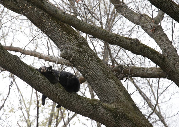 Bear in Tree
