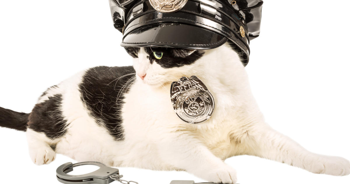 Detroit-area police department gives cat new rank of 'pawfficer