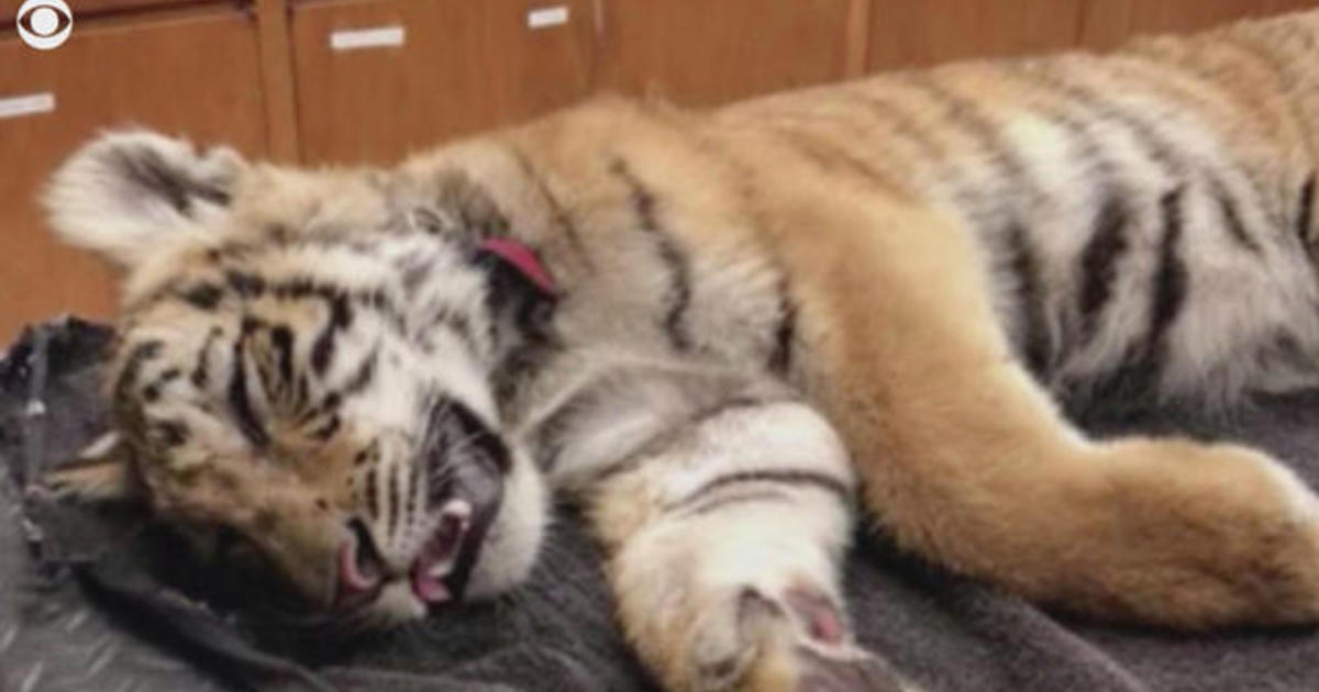 Video: Adorable Baby Tiger Being Smuggled Into US From Mexico Rescued