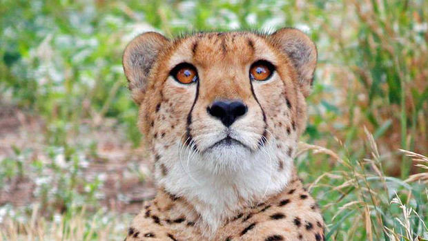 cheetah cropped 