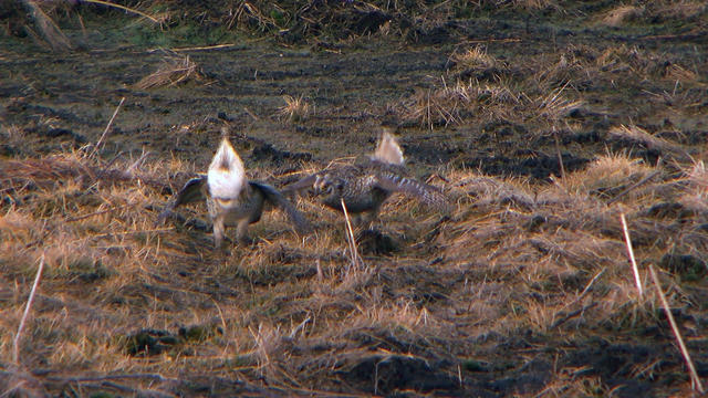 hfr-grouse-mating-pkg-sharptail-dancing-nature-sunrise-aitken-wildlife-043018_0501t213052-mov.jpg 