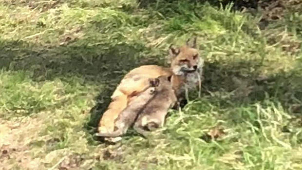 shrewsbury foxes 