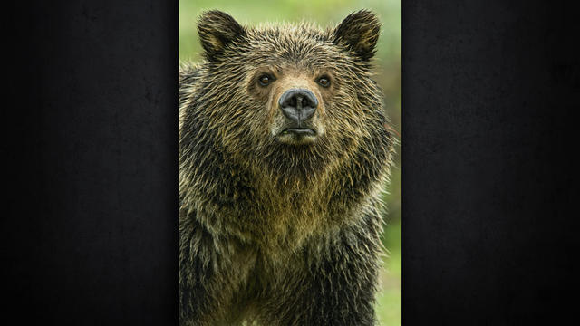 ot-tommangelsen3eyesofthegrizzly-1562432-640x360.jpg 