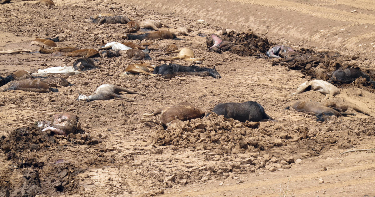Nearly 200 horses found dead amid Southwest drought in Arizona - CBS News