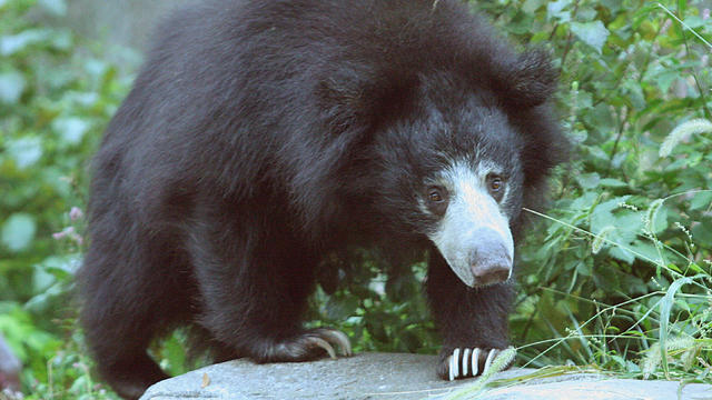 A sloth bear is seen through galss in it 