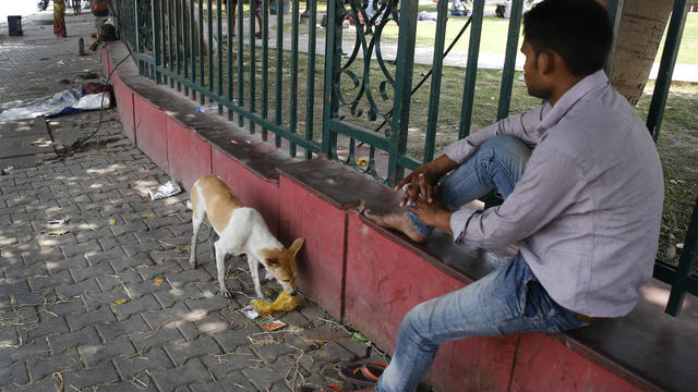 India Dog Attacks 