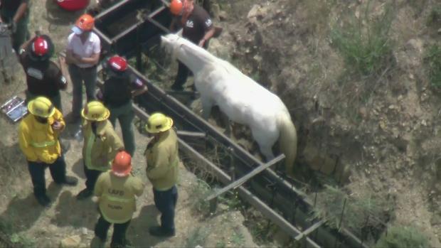 Firefighters Rescuing Trapped Horse In Shadow Hills 