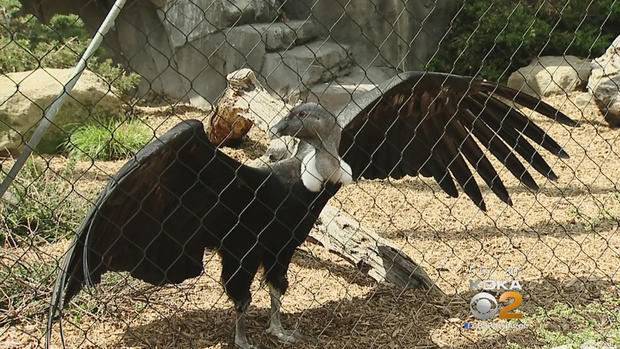 andean-condor 