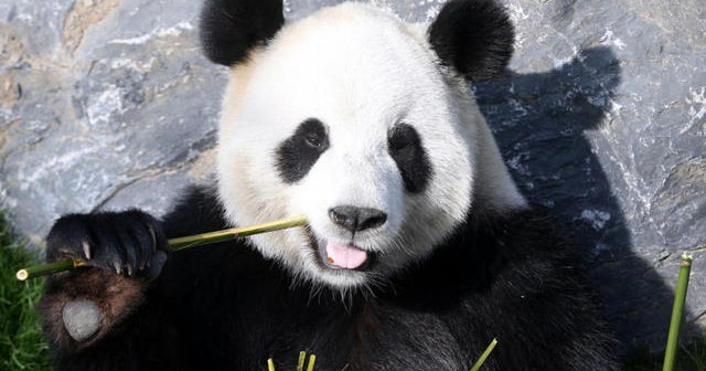 Giant panda disease is causing distinctive hair loss - CBS News