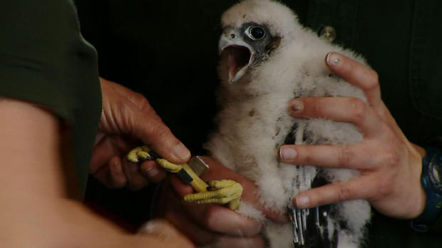peregrine falcon chick 