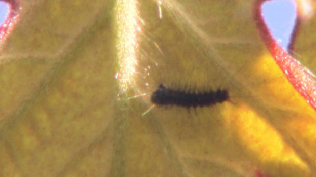 gypsy-moth-caterpillar 