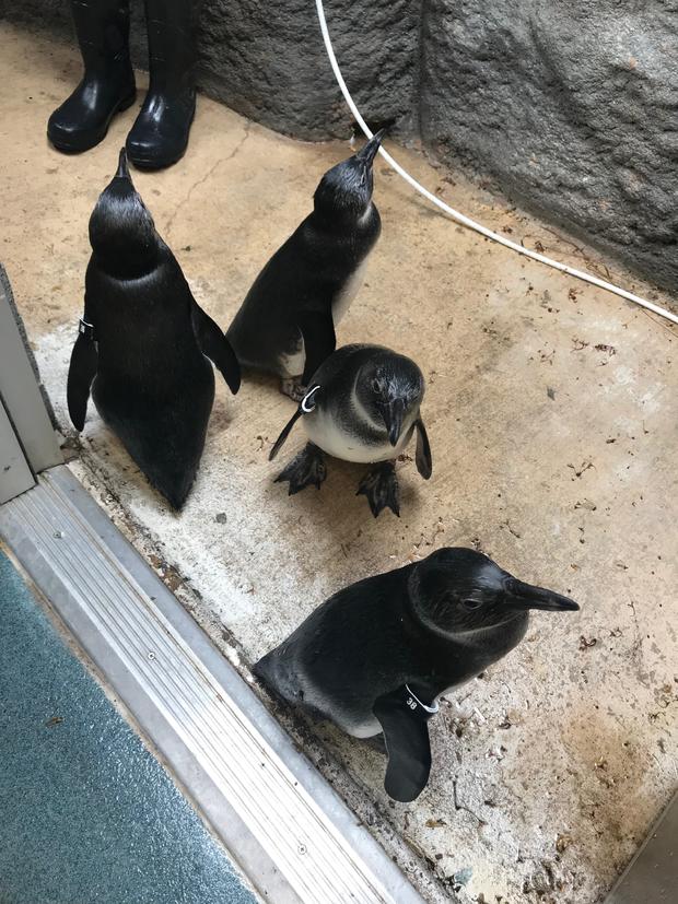 penguin debut adventure aquarium nick carson taco shelley 