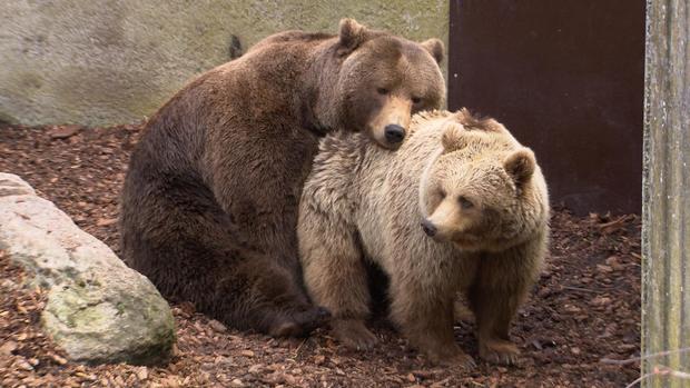 bears-hugs.jpg 