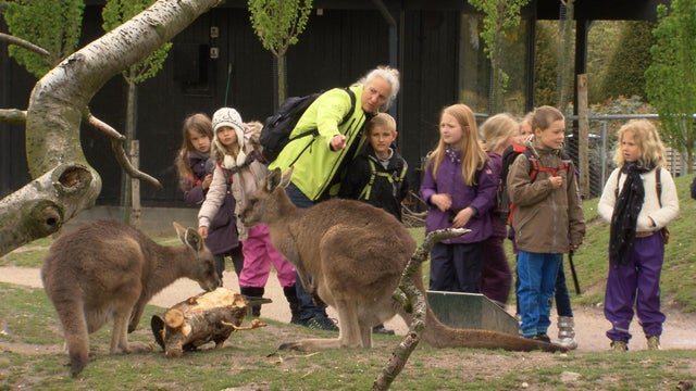 schoolkids-kangaroos.jpg 