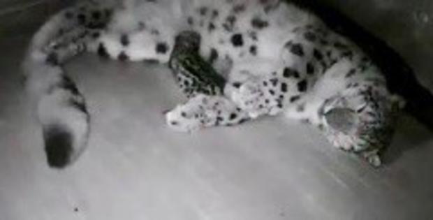 snow leopard2 