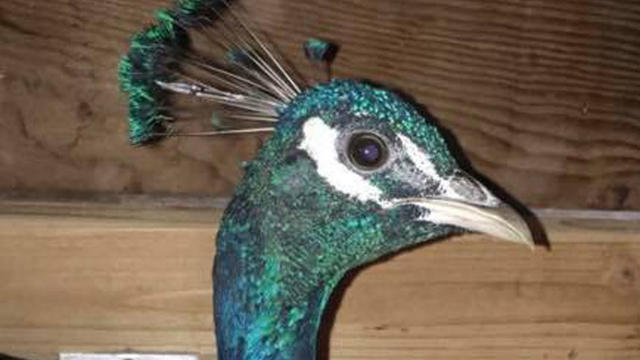 dave-the-peacock1.jpg 