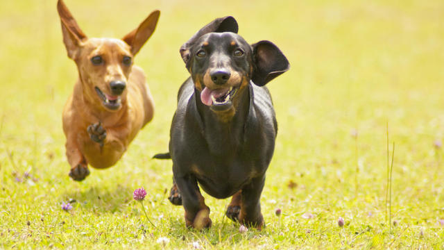 Miniature Smooth Haired Dachshunds 