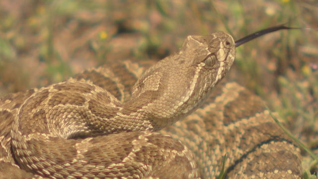rattlesnake-tracking-10pkg_frame_2443.jpg 