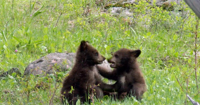 Nature: Bear cubs