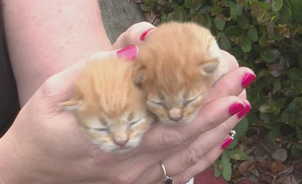 rescued kittens 