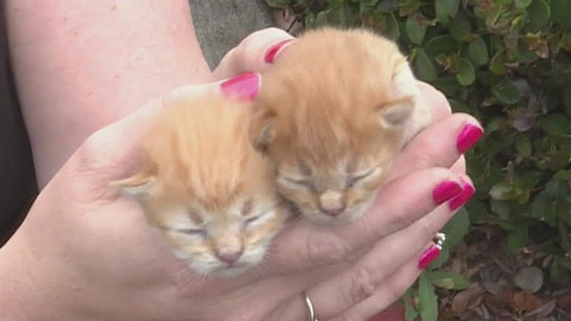 rescued-kittens.jpg 