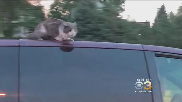 Caught On Camera Cat Clings To Van Going 60 MPH 