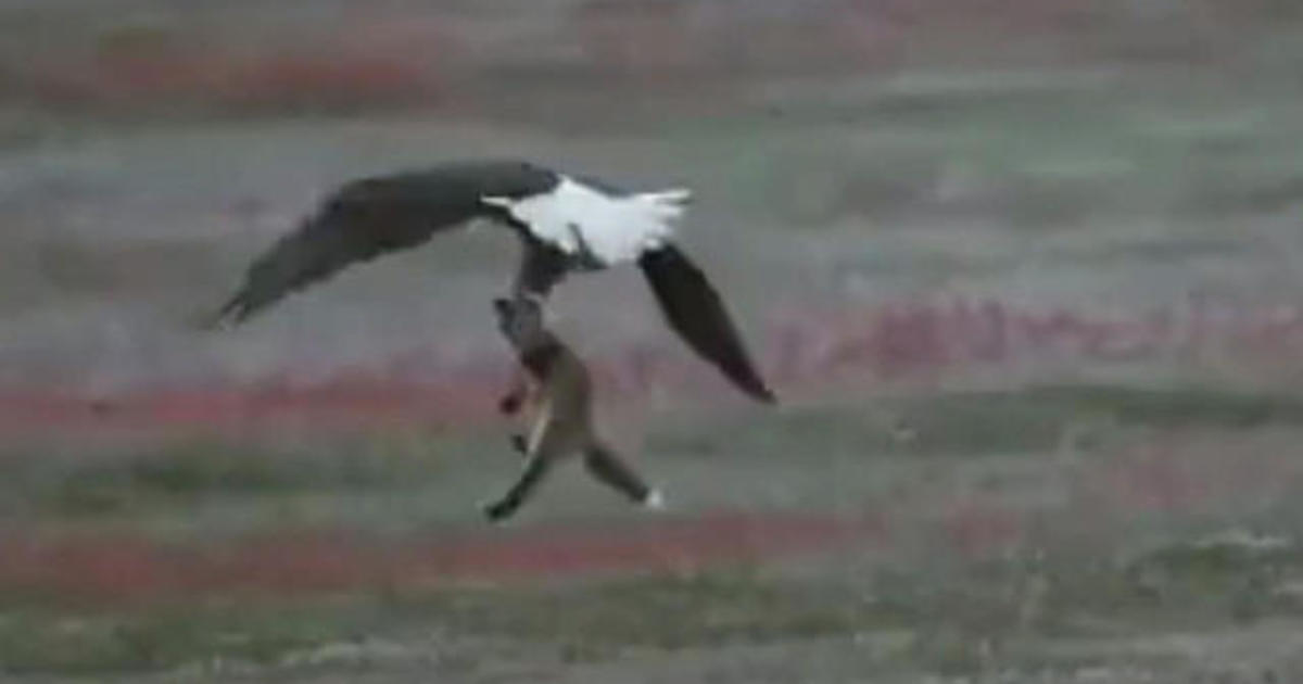 Watch: Bald eagle battles fox for rabbit in skies above San Juan Island